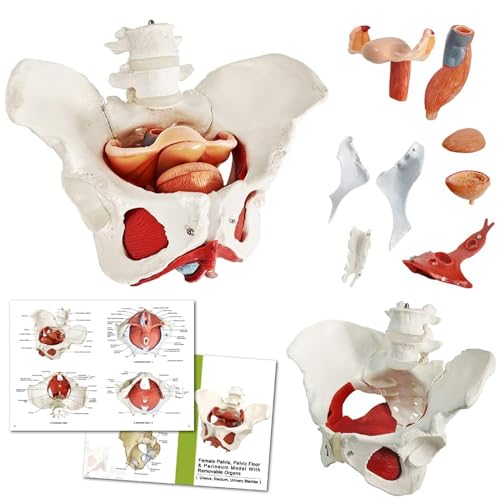 3D Pelvic Floor Muscles and Reproductive Organs, Female Pelvic Floor Muscle Model - Postpartum Recovery, Pelvic Organ Structure with 2 Lumbar Vertebra