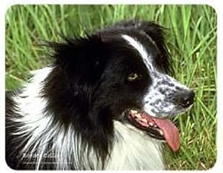 border collie coasters