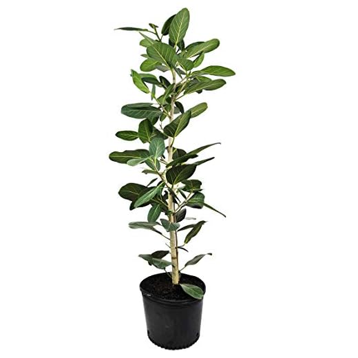 Ficus Audrey Column Live Plant