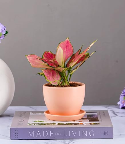 Image of Nurturing Green Blush Pink Ceramic Pot for Plants | Plant Pots for Home Decor (Size: 4.25 Inch Wide & 3.25 Inch High) - [Plants are not Included]