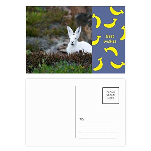 Cartes postales lapins blancs pour ne plus jamais manquer de cartes de remerciement