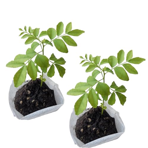 Curry Leaf Plant. Live Plant. Fragrant Beautiful Edible. Easy Grow. Indian Cooking Must Have. Murraya Koenigii. (2 Sacs)
