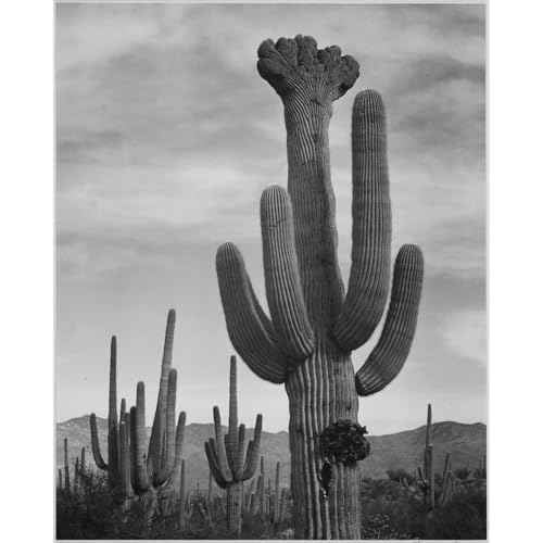 Impression sur toile Cactus Arizona pour sublimer un grand mur vide
