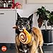 P.L.A.Y. Niedliches Plüsch-Hundespielzeug – Café, Lebensmittelthema, langlebig, Quietschspielzeug, ideal für Welpen und kleine, mittelgroße und große Hunderassen – maschinenwaschbar, recycelte