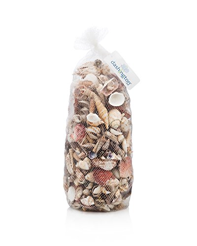 Dashington Assorted Beach Sea Shells, Large Sizes 1