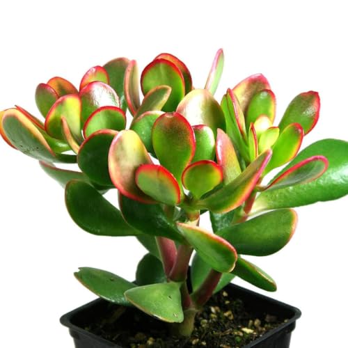 Image of Live Jade Plant with Pot | Good Luck Feng Shui Money Succulent Plant | Low Maintenance Indoor Outdoor Air Purifying Plant for Home Living Room Office Desk Decor | Pack of 1