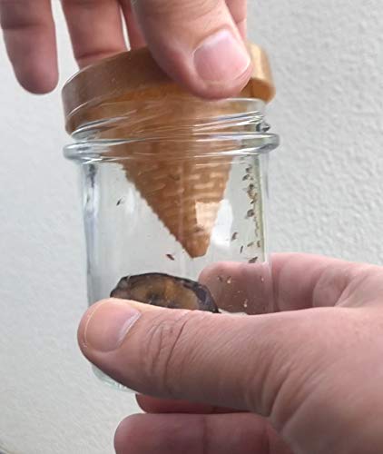 Frubby® - Die nachhaltige Fruchtfliegen-Lebendfalle - geeignet für Taufliegen Obstfliegen Essigfliegen - wiederverwendbar - spülmaschinengeeignet - 100% plastikfrei - ohne Chemie (1’er Pack)