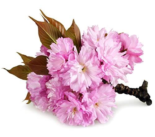 Flowering Cherry Tree, Japanese Cherry 'Kanzan', 1 x Tall Plant in a 10 Litre Pot, 1.4m to 1.6m Height, Blossom Tree, Ornamental Blossom, Garden Ready and Ready to Plant, Premium Quality Plants