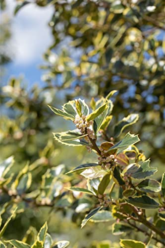 Stechpalme Ilex aquifolium ‚Rubricaulis Aurea‘ im Topf C 5 30-40