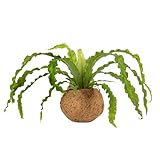 Better-GRO 17” Hanging Kokodama with Birds Nest Fern - Biodegradable, Natural Planter for Indoor/Outdoor Spaces, Sustainable Home Decor Accent