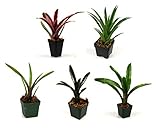 Josh's Frogs Bromeliad Bundle (5 Plants)