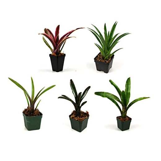 Josh's Frogs Bromeliad Plant Bundle