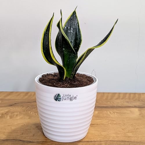 Image of LittleJungle Sansevieria Black Jack - Live Plant with 5.5 Inches White Decor Pot | Indoor Plants For Home | Snake Plant | Air Purifying Plant | Live Plant With Pot For Home Decor |