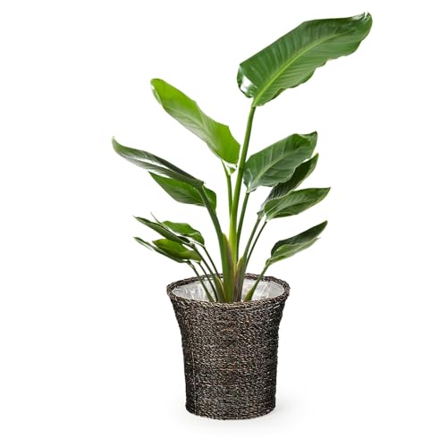 bloomee(u[~[) Xg`A I[KX^ ϗtA (7 IG^ t) {  ItBX ^ (ȒP S) JXj zj (Mtg v[g p)  CeA 