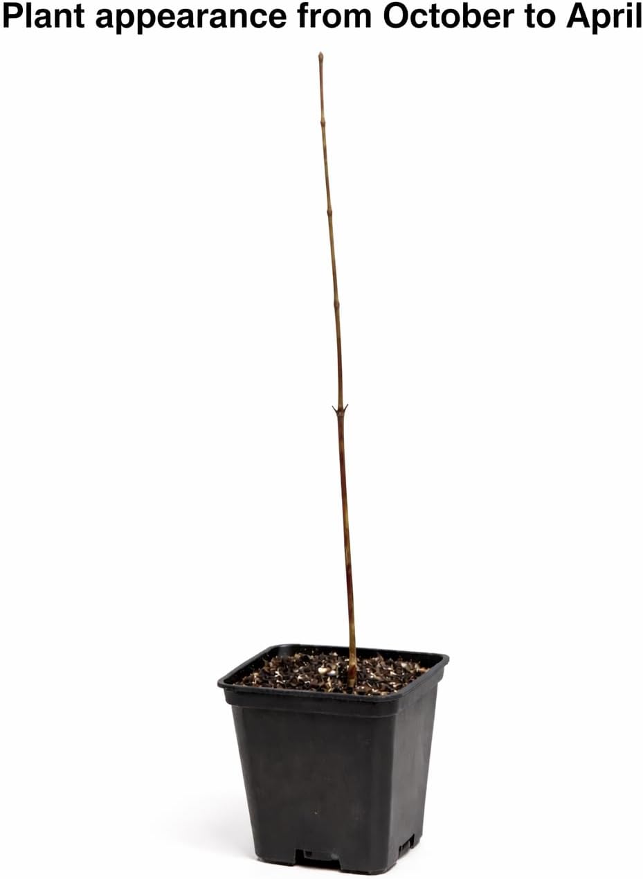 3 American Beech Trees - 10-18" Tall Live Plants - Hardwood Shade Trees - Fagus grandifolia - (3 Pack)