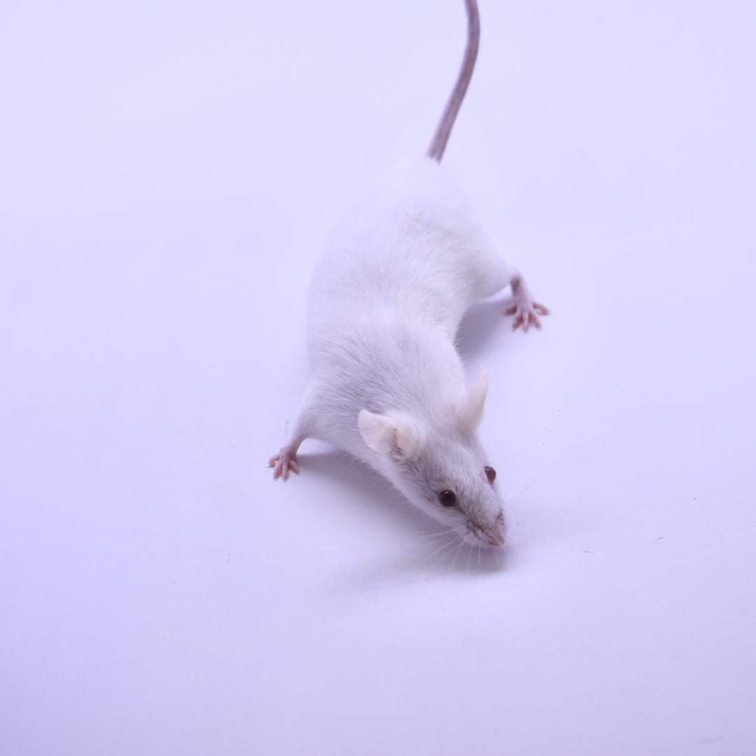 Buy MiceDirect 40 Large Adult Mice Pack of Frozen Large Adult Feeder