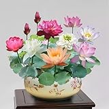 30+ Pcs Bonsai Bowl Lotus Seeds, Water Lily Flower Plant Seed Flowering Aquatic Fresh Garden Seeds for Pond Home Planting Ornamental(Mixed Color)