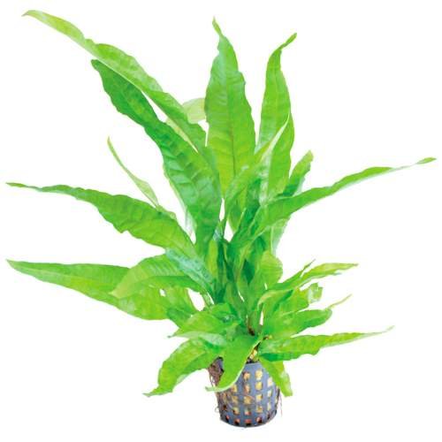  Java felce greens/Microsorum pteropus greens - Piante vive per acquario