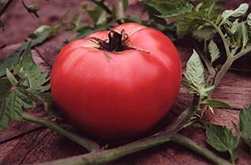 Rose de Berne Tomato Seeds (25+ Seeds)(More Heirloom, Organic, Non GMO, Vegetable, Fruit, Herb, Flower Garden Seeds (25+ Seeds) at Seed King Express)