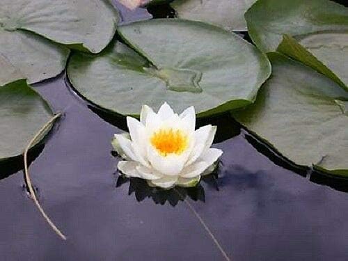 Miniatura 5 de 10 WHITE LOTUS Nymphaea Ampla Asian Water Lily Pad Flower Pond Seeds *CombSH