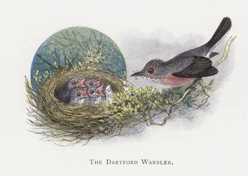 Pintura decorativa il Dart Warbler: lienzo artístico de Alexander Lydon de 60x90cm