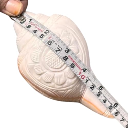 Image of Original Vamavarti Shankh for Pooja| Baynavarti Natural Conch for Puja, Temple, Home Decor, Mandir, Spiritual Use| Auspicious Loud Blowing Shankh for Vastu, Prosperity (12-15 cm)