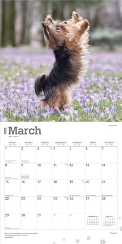 Yorkshire Terriers – Yorkshire Terrier – Yorkies 2026 – 16-Monatskalender: Original BrownTrout-Kalender [Mehrsprachig] [Kalender] (Wall-Kalender)