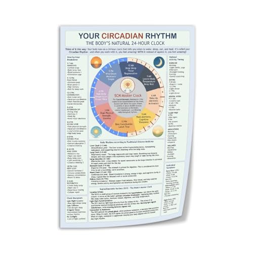 Circadian Rhythm And Sleep Cycle Guide Poster Canvas Print Wall