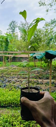 Image of Original Agarwood (Oud, Oodh) Tree Fragrant Resin Source Live Plant Pack of 4