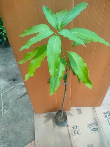 Image of Sindhri Mango Plant Hybrid 1 Healthy Live Plant (Grafted Plant, 2-3 Feet Height) PB 52
