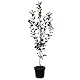 Apfelbaum Topaz – Winterapfel, schorfresistent, 110-140 cm