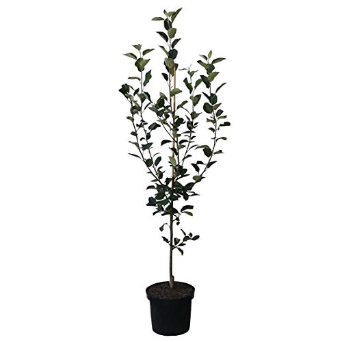 Apfelbaum Topaz (S) Winterapfel schorfresistent Buschbaum ca. 110-140 cm im 9,5 Liter Topf MM 111
