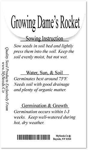 Miniatura 3 de Big Pack - Semillas de cohete de Dama (40,000 semillas) - Hesperis matronalis aka Queen's Gilliflower - Semillas de flores comestibles (paquete