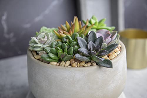 Succulents Plants Live (6Pk) Potted Succulent Plants Live House Plants, Cactus Plants Live Plants Indoor Plants Live Houseplants, Indoor Plant Succulents Live Plant House Plant By Plants For Pets #TOP4