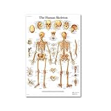 Cadre : sans cadre Teweakt Carte du Corps Anatomie Humaine système Musculaire Tableau Art Affiche Impression Toile Mur Photos for l\'éducation médicale décor à la Maison(4,30x40cm No Frame)