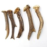 5 Stück gute Rehstangen Konvolut, Länge von min-max: 12 - 15 cm