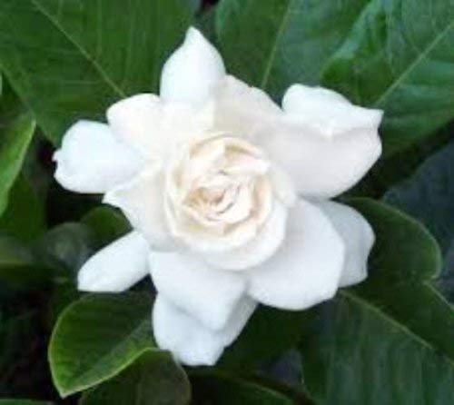 August Beauty Gardenia Trade Gallon