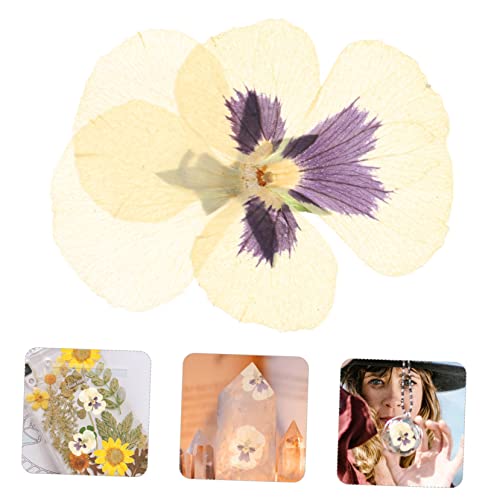 36 Unidades flores secas pétalas de folhas prensadas flores de folhas secas reais decoração artesana