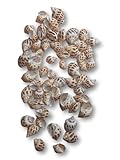 Uso versátil. Las conchas se pueden utilizar como decoración de mesa o para hacer manualidades. Ideal para decorar la mesa del comedor, acompañadas con unas velas o aren