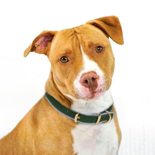 Collier réfléchissant en cuir pour chien OOPSDOGGY contre les risques de perte nocturne