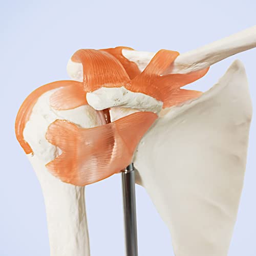 Image of Anatomical Shoulder Joint Model Medical Anatomy Skeleton, Human Body Shoulder Ligament Model Anatomy Replica of Norma Shoulder Joint for Doctors Office Educational Tool,