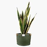 Concept Casa - Waxed Canvas...