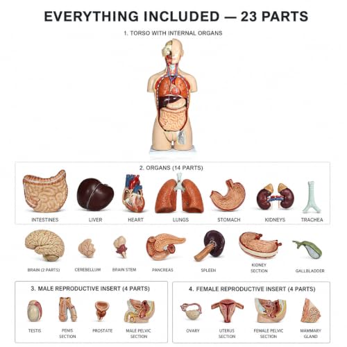 Image of Vision Scientific VAT108-N-DC Life-Size Dual-Sex Human Torso Anatomy Model, 27 Removable Parts, Interchangeable Male /Female Systems, Open Back, Numbered Key & Manual, Zip Dust Cover - Medical & Nursing