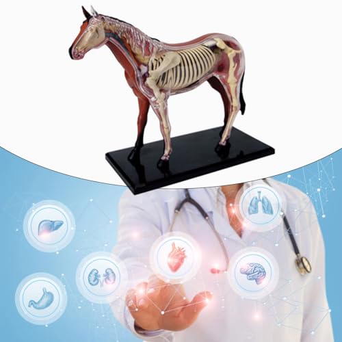 Modèle d'anatomie de cheval éducatif pour comprendre le corps des animaux sans écran - 2