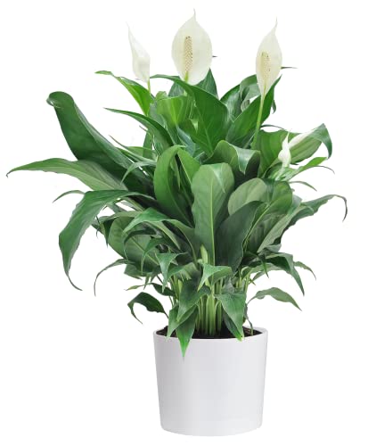 Costa-Farms-Peace-Lily-Spathiphyllum-Live-Indoor-Plant-in-White-Cylinder-Pot-15-Inch-Great-Gift