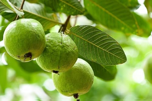 Image of Guava Plant Hybrid Air Layering, 1 Plant (Guava(Kohir Safeda),CF SG47