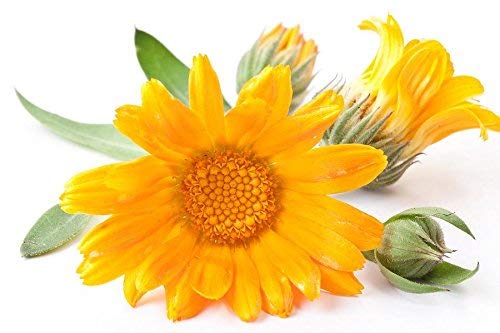 After-Bath Calendula Baby Oil – Massage Bath Oil For Baby Sleep, Dryness, Itching & Redness – Soothing Newborn Bath Oil With Lavender, Chamomile & Jojoba Oil Organic By Mambino Organics, 5 Oz. #TOP3