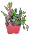 Succulents Plants Live 2' Othonna Capensis Ruby Necklace, Live Mini Succulent Plants, Easy Care House Plants Rooted in Succulent Soil Mix, by The Succulent Cult