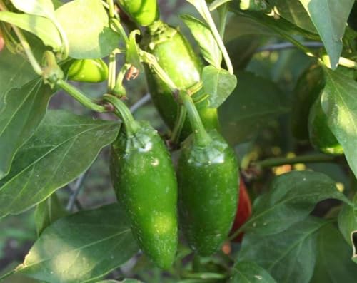 Mucho Nacho Jalapeno Plant