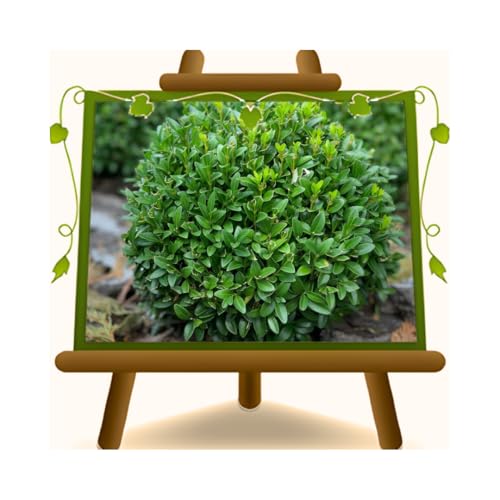 bosso buxus pumila a palla pianta da siepe bassa vaso 22 cm